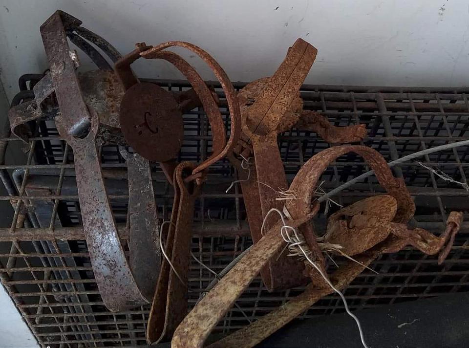 獸鋏山豬吊嚴重危害動物 苗栗動保所巡山搜查