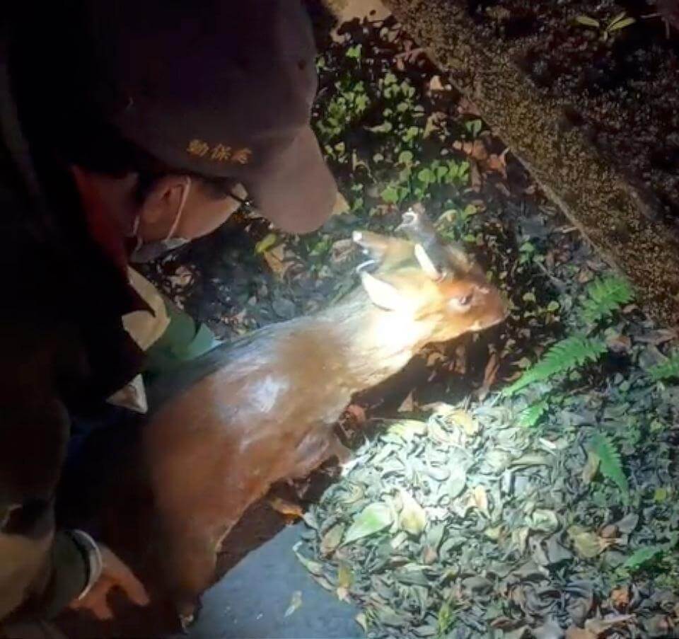 山羌腳傷趴路不敢動 巧遇新北動保員敷藥