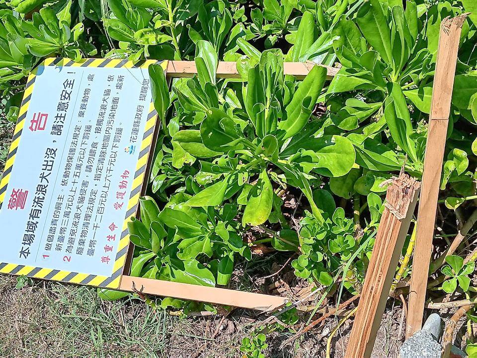 花蓮七星潭浪犬出沒熱區 音頻驅趕器警示牌遭破壞