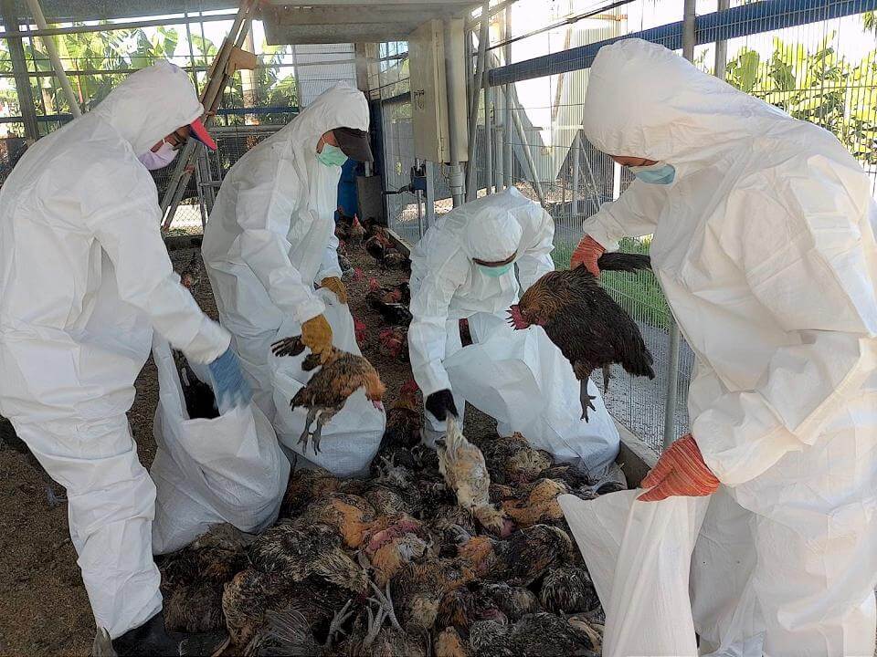 屏東土雞場確診H5N1禽流感 動防所撲殺1萬多隻家禽