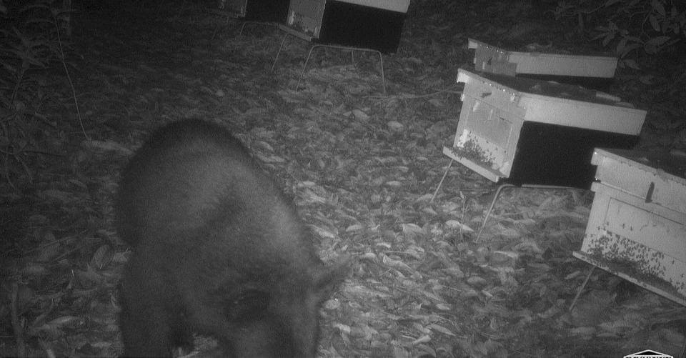 台灣黑熊現蹤低海拔社區 破壞蜂箱偷吃蜂蜜