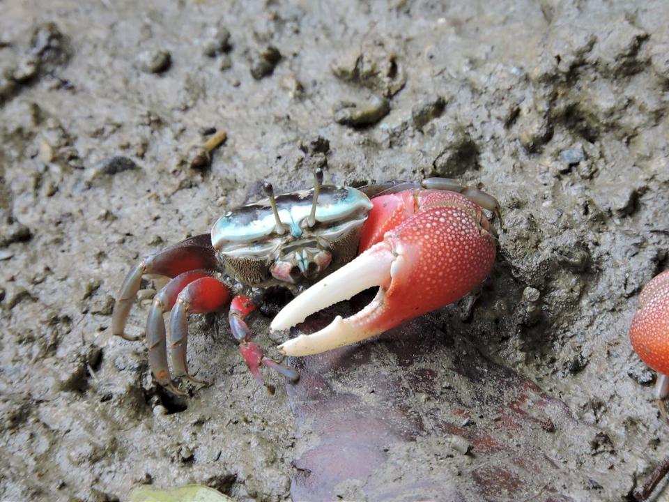 高雄援中港濕地有亮點 招潮蟹揮舞大螯登場