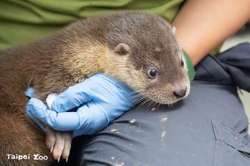 圖/台北市政府提供