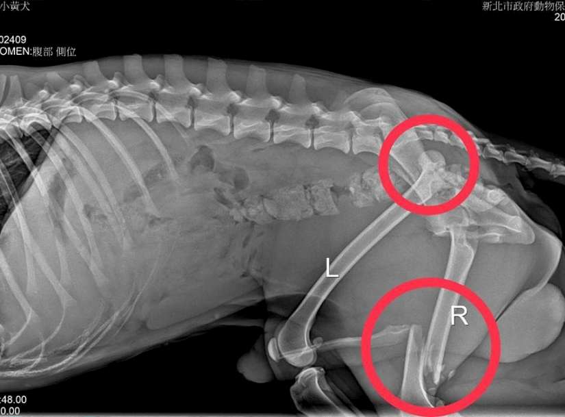 浪浪車禍斷腿躲草叢,復原後模樣萌翻等一個家