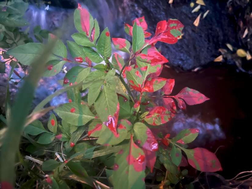 非法皮革染整廠排廢水染紅新北大窠溪 遭市府重罰且停工